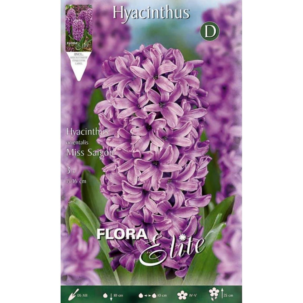 Violette Hyazinthenknollen, 3 Stück