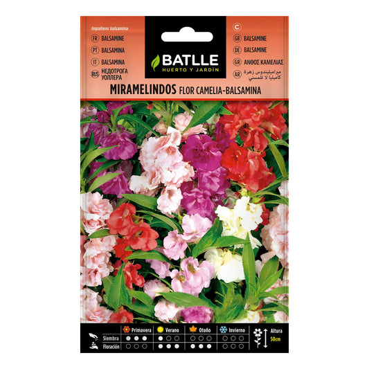 Graines de Miramelindos fleur Camelia Balsamia Batlle
