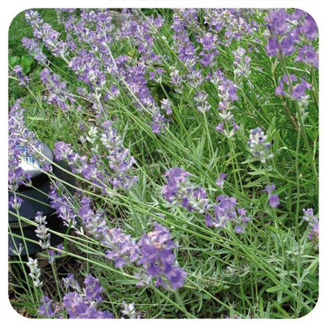 Olio essenziale di lavanda Pranarôm 10 ml