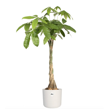 Pot de fleur B.for Soft Round Elho Blanc 18 cm