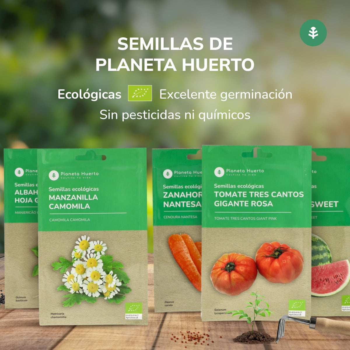 Ekologiska romansalladsfrön Planeta Huerto