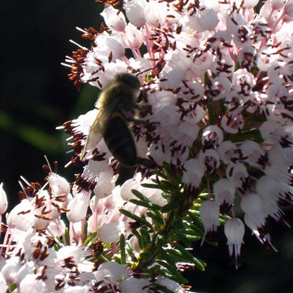 Ekologiczny miód wrzosowy Bona Mel, 900 g