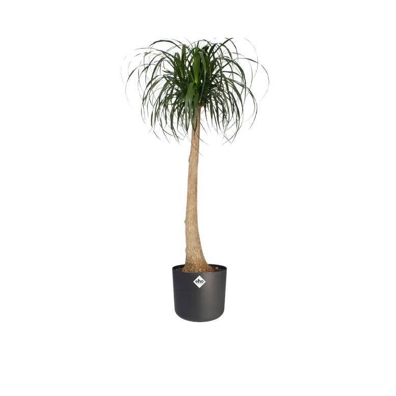 B.for Soft Round Elho Anthracite Plant Pot 14 cm