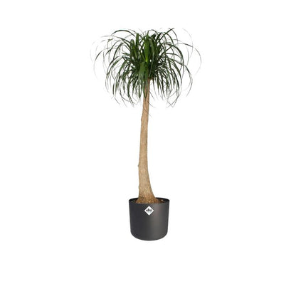 B.for Soft Round Elho Anthracite Plant Pot 14 cm