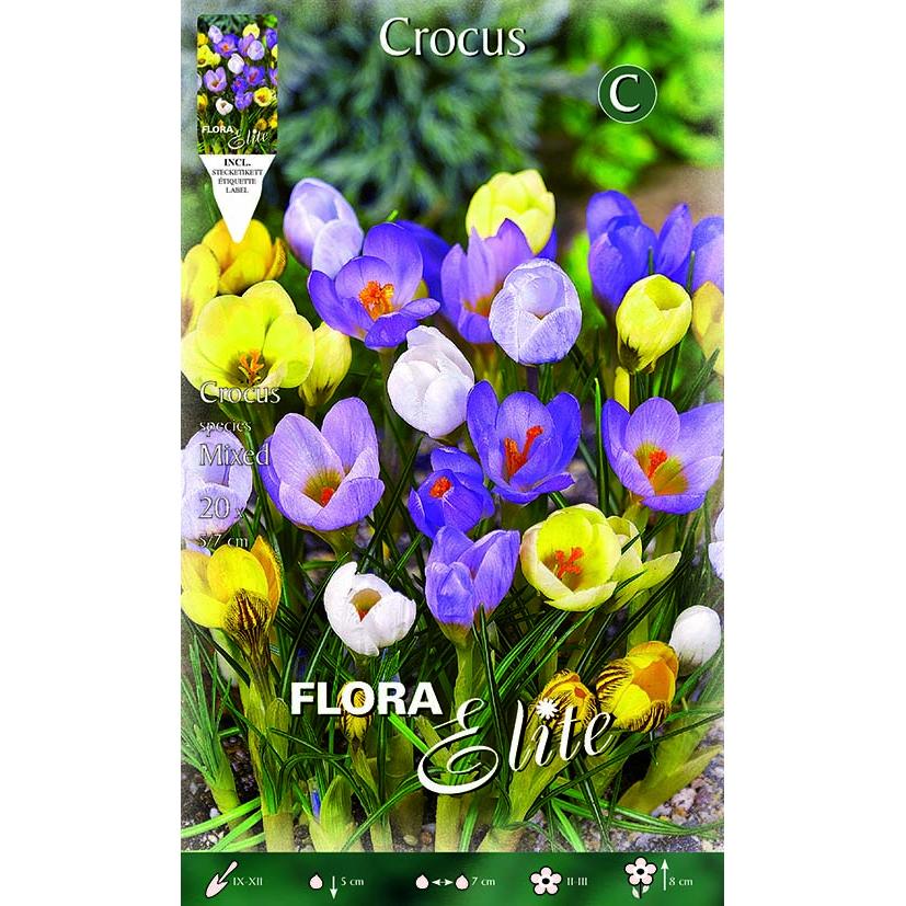 Crocus-Zwiebeln, bunte Mischung, 15 Stück