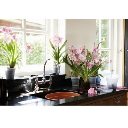 Piatto per orchidee Green Basics Elho 14 cm