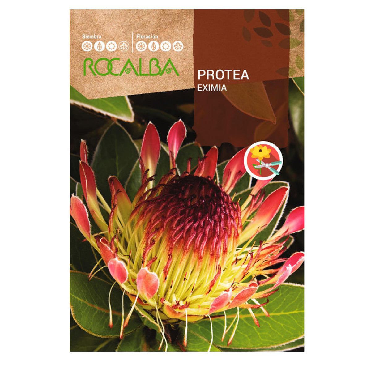 Protea Eximia seeds, Rocalba