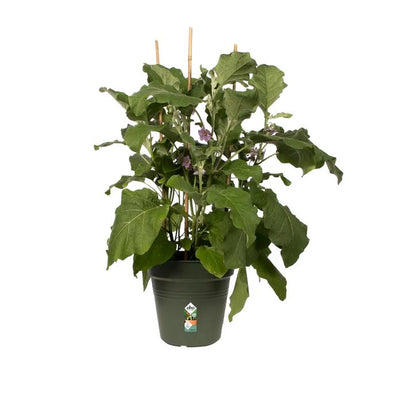 Blumentopf Green Basics Elho Grün 19 cm