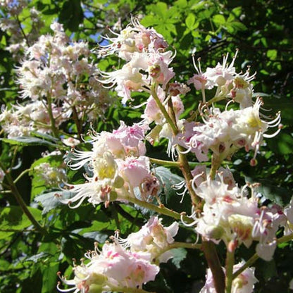 Bio-Kastanienhonig, Bona Mel 900 g