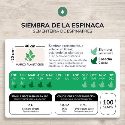 Organiczne nasiona szpinaku zimowego Planeta Huerto
