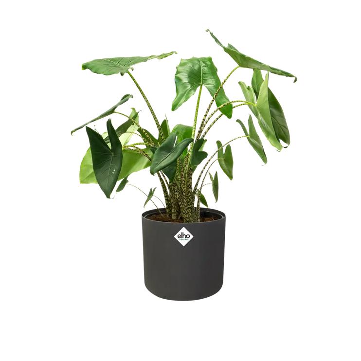 B.for Soft Round Elho Anthracite Plant Pot 14 cm