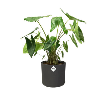 B.for Soft Round Elho Anthracite Plant Pot 14 cm