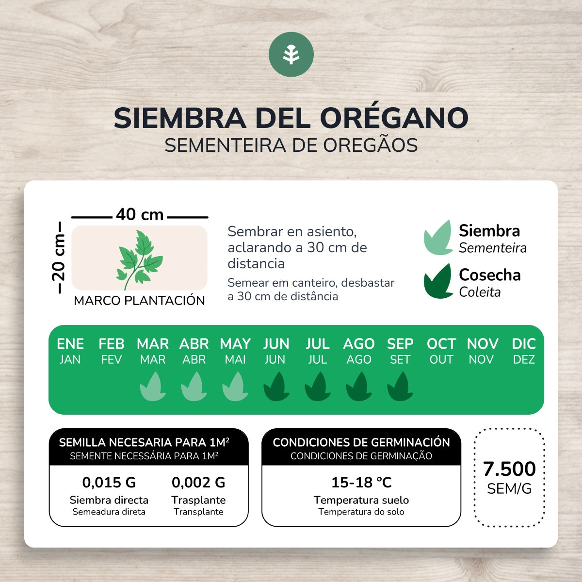 Bio Oregano Samen Planeta Huerto