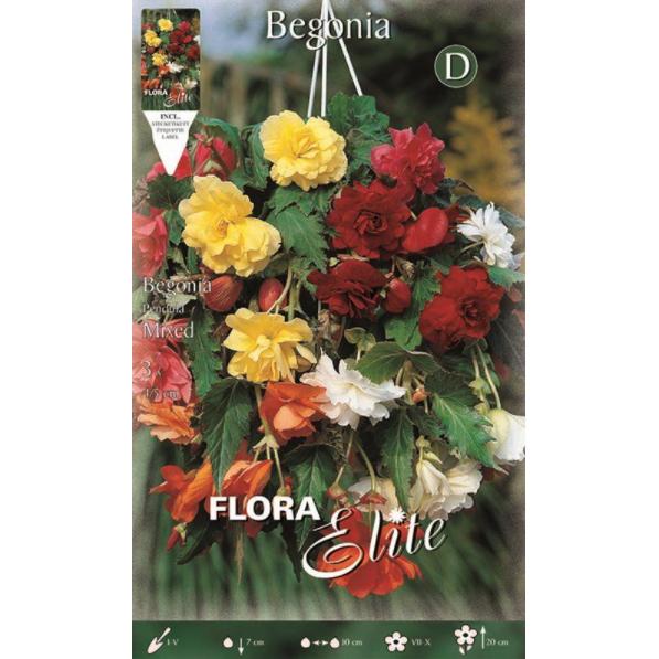 Begonia Pendula-lök, flerfärgad, 3 st