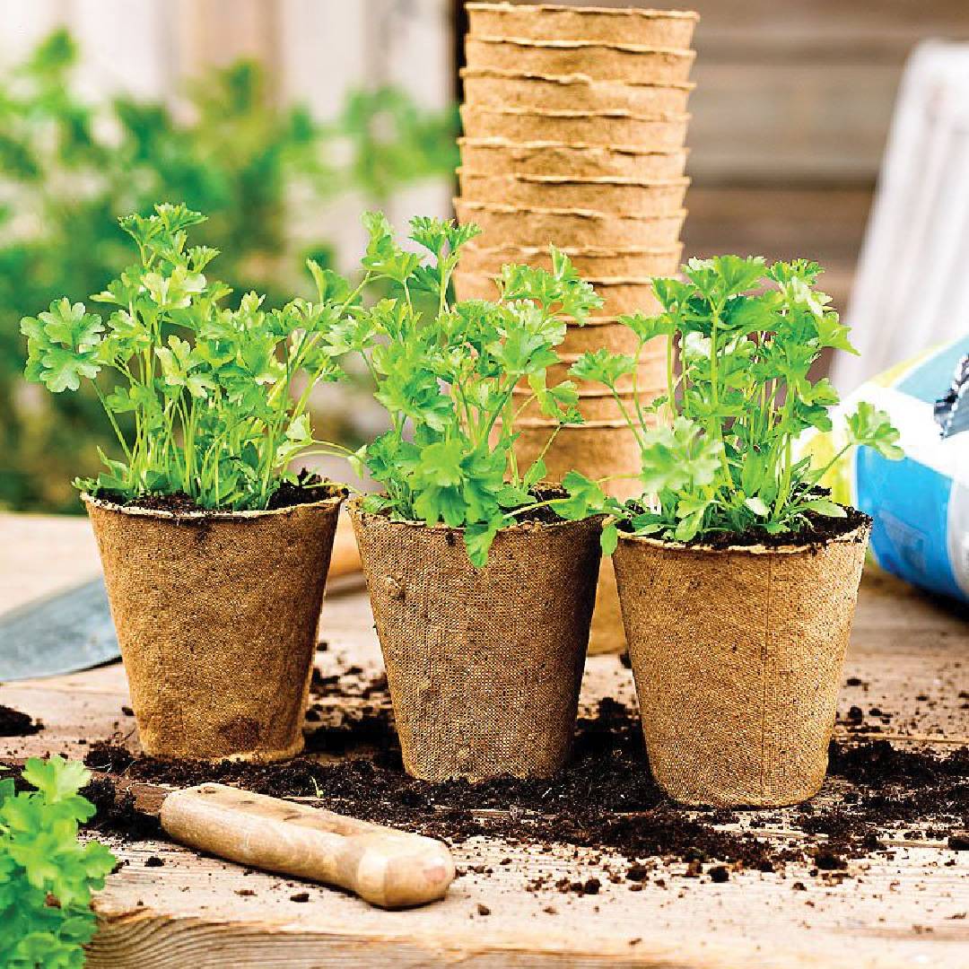 Rund fiberplantering för såbäddar Planeta Huerto 24 enheter