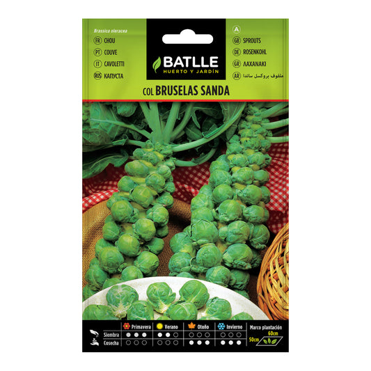 Brussels sprout seeds Sanda Batlle