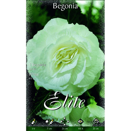Bulbe de bégonia double blanc 3 unités