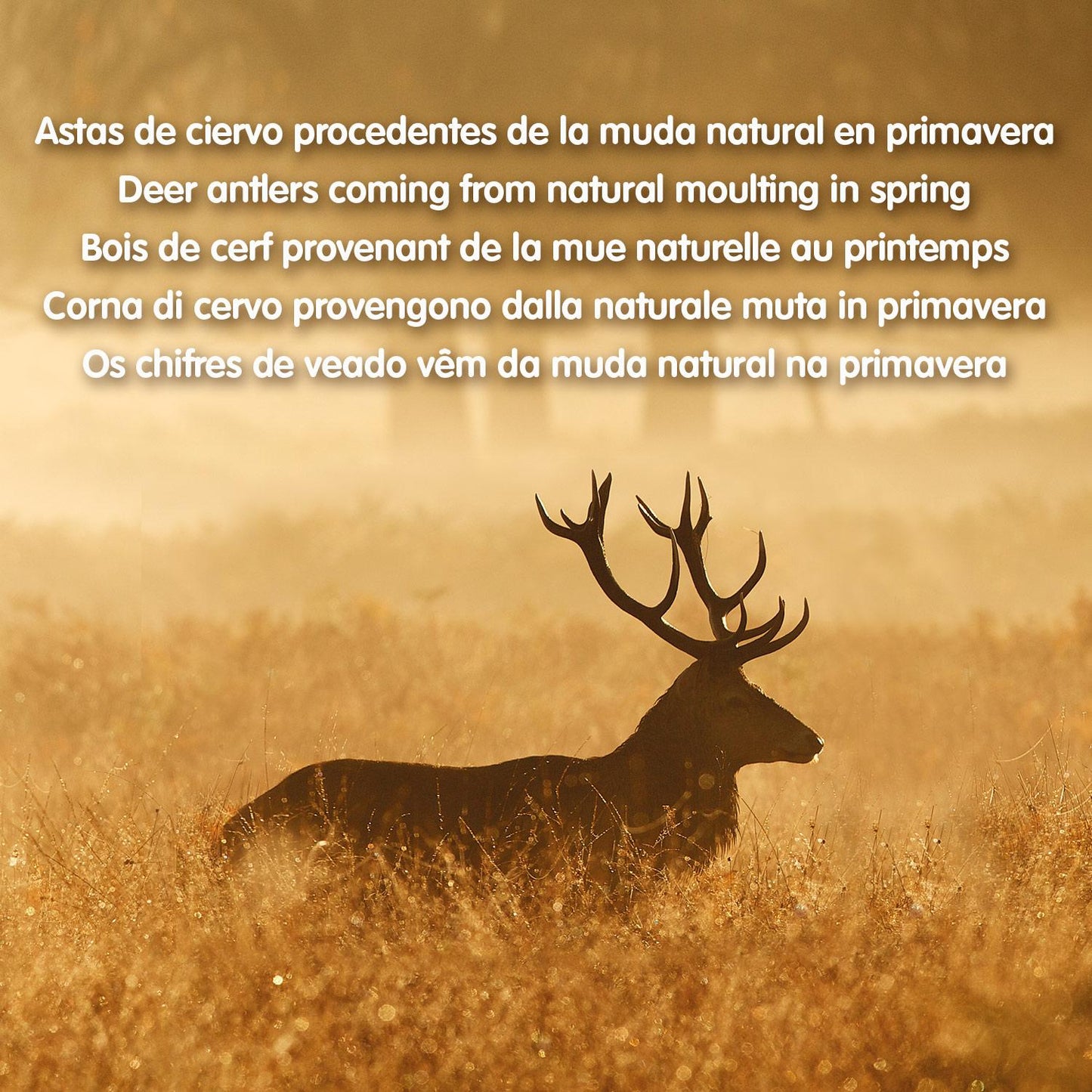 Hertengewei Natuurlijke bijtring voor honden  Arquivet  S  15-39 g