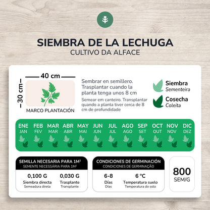 Organic seeds of Summer Wonder Lettuce Planeta Huerto