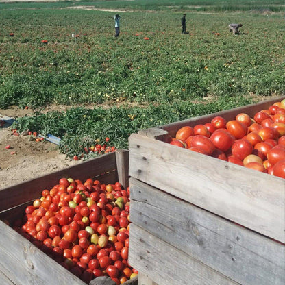 Confezione da 6 pomodori fritti biologici fatti in casa senza zucchero Ékolo 340 g