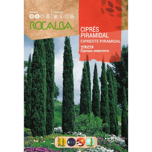 Samen der Pyramidenzypresse Immergrüne Zypressen