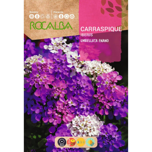 Zaden van Carraspique umbellata dwerg, gemengd