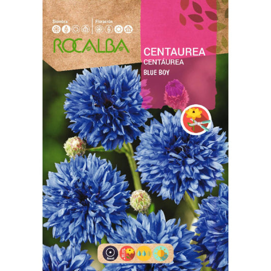 Graines de Centaurea blue boy, bleu