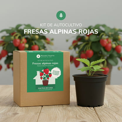 Kit de autocultivo Fresas alpinas rojas Planeta Huerto
