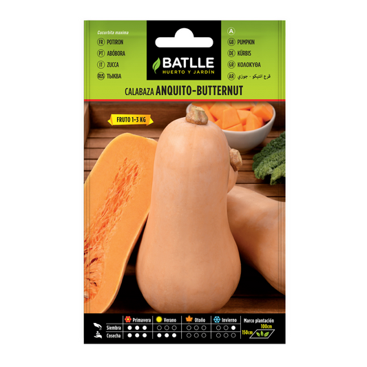 Nasiona dyni Anquito-Butternut Batlle