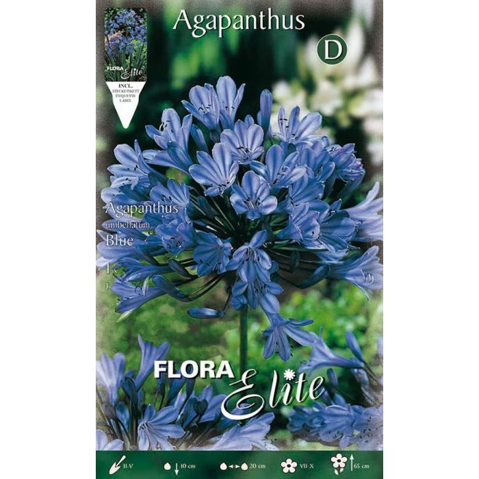 Blaue Agapanthus-Zwiebel 1 Stück