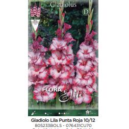 Lilac Gladiolus Bulbs P. roja 70 pcs