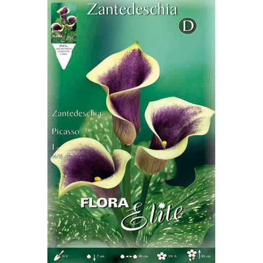 Bulbe Calla Picasso violet 1 unité