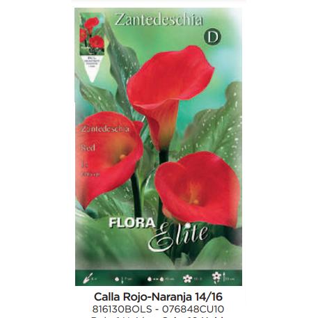 Bulbe Calla rouge orange 1 unité