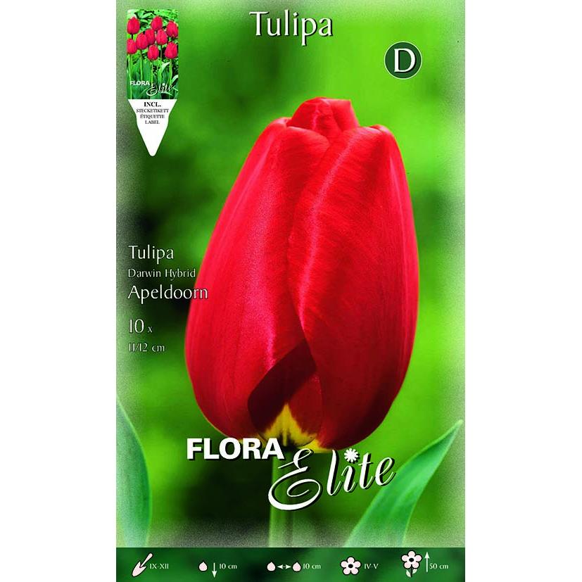Tulpenzwiebeln rot 10 Stück
