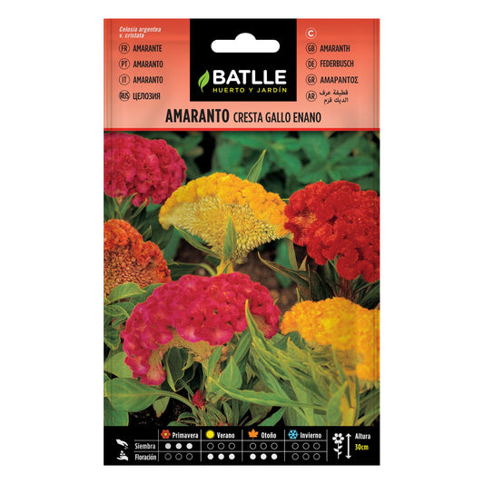 Zaden van dwergamarant Batlle