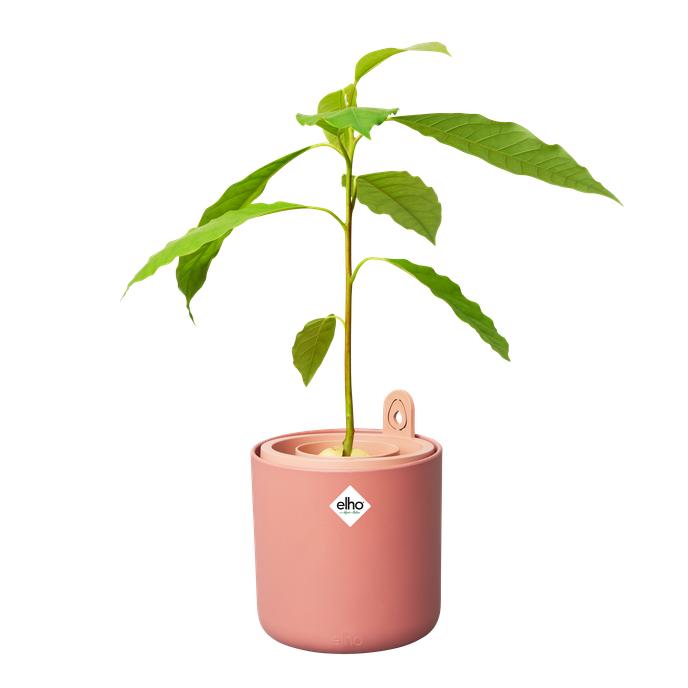 Pot de germination pour avocats Amazing Avocado Elho Terra