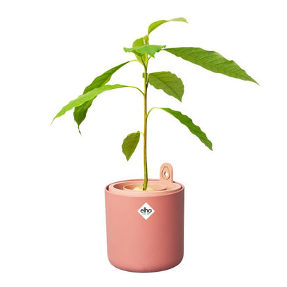Pot de germination pour avocats Amazing Avocado Elho Terra