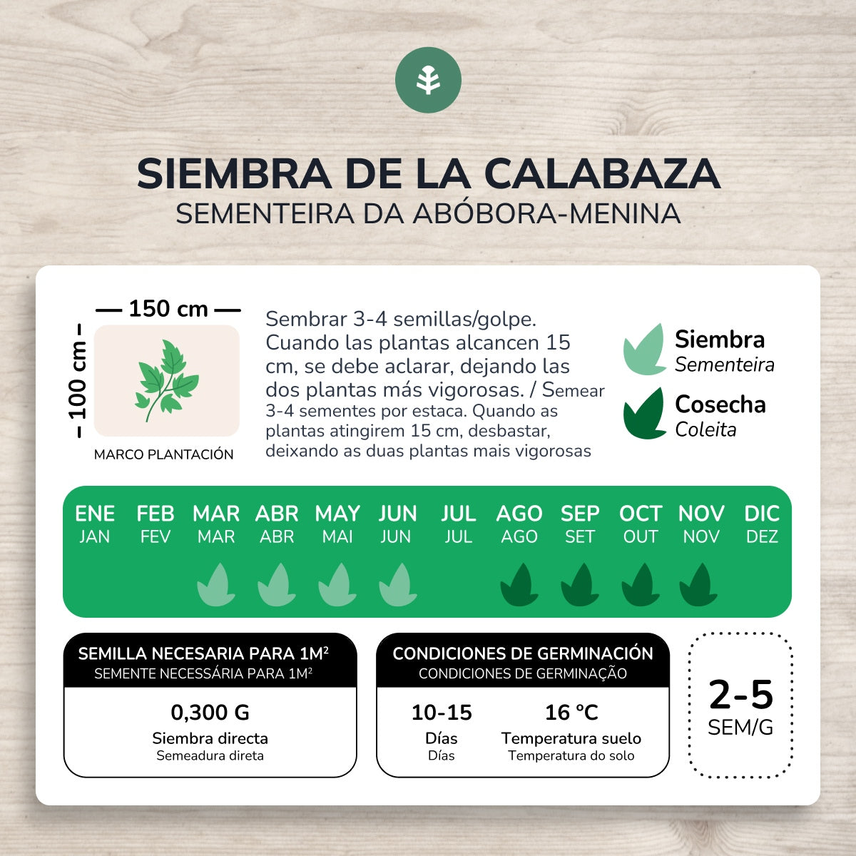 Ekologisk Butternut Squash Frön Planeta Huerto