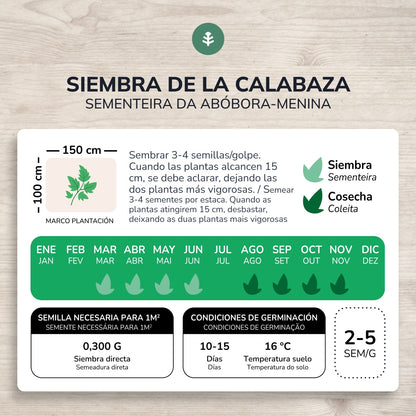 Ekologisk Butternut Squash Frön Planeta Huerto