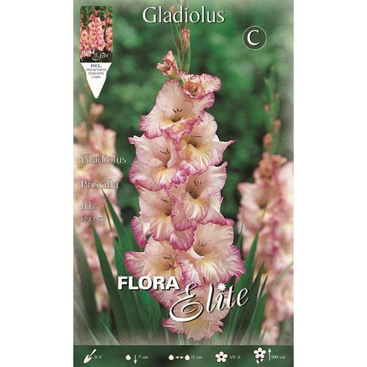 Cebulka gladioli białej prążkowanej różowej 10 szt.