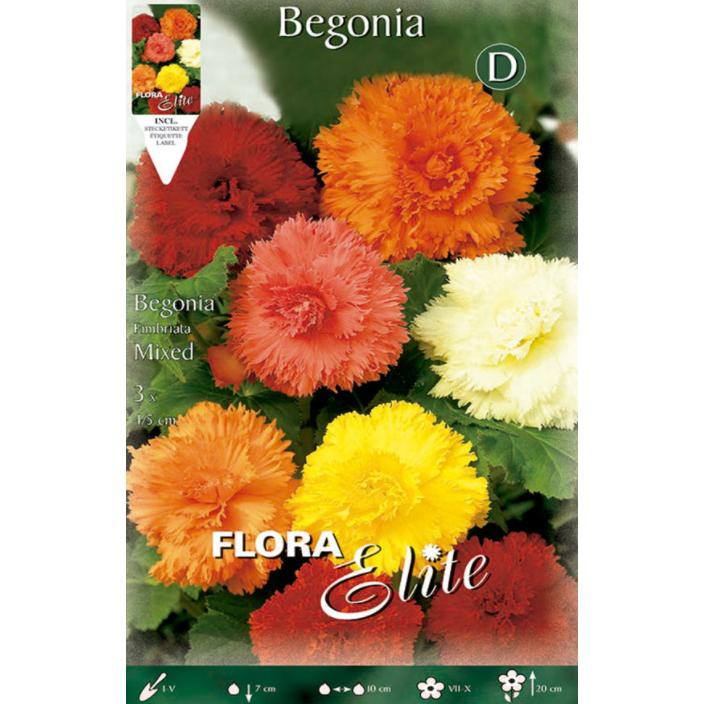 Begonia Fimbriata Bulb Mix 3 pcs