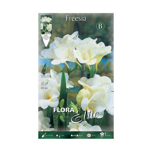 Bulbos Freesia simple blanca 10 uds